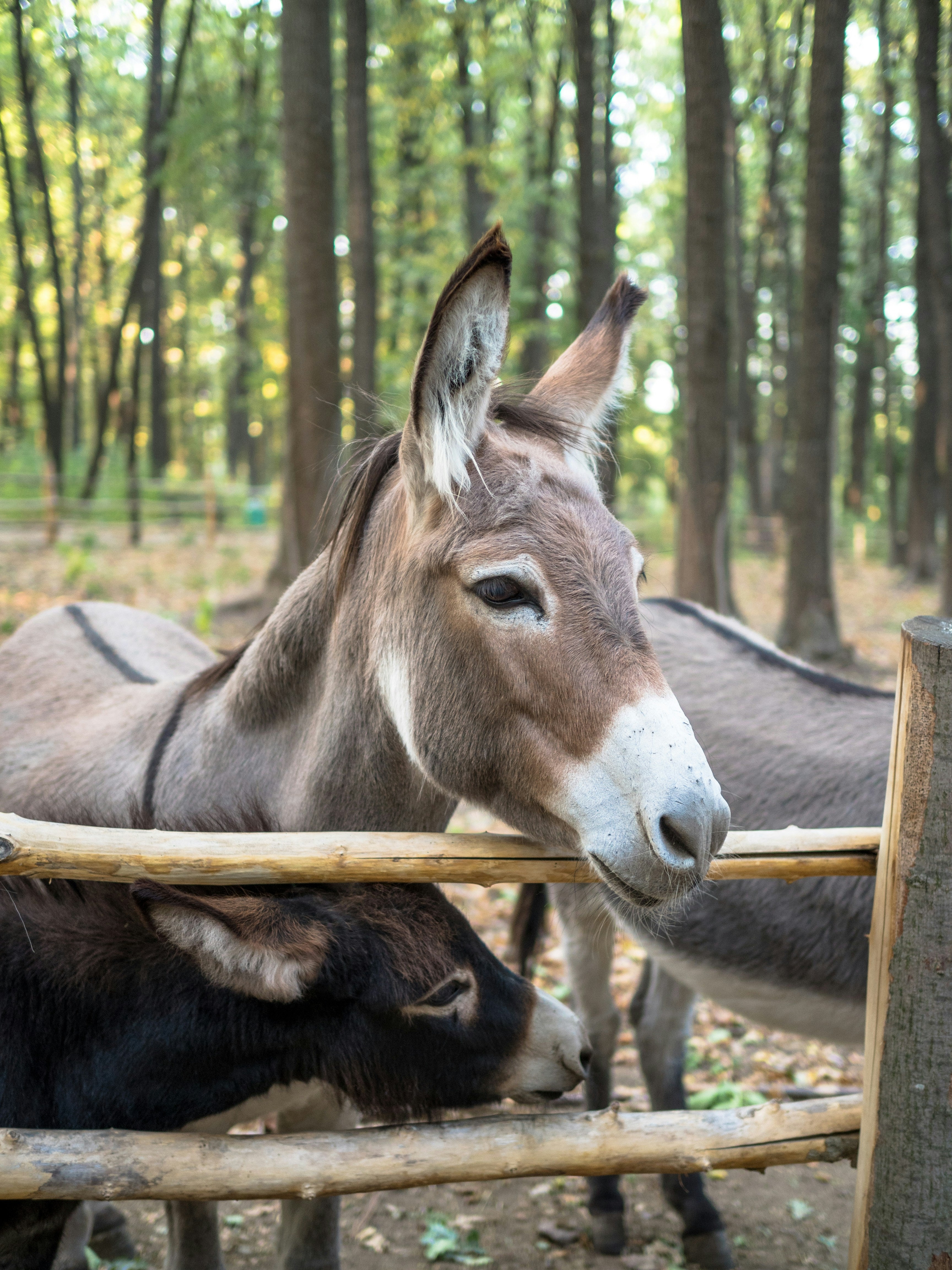 Benessere degli animali